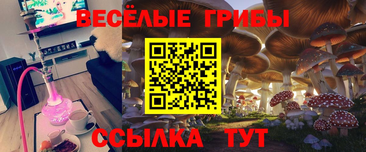 Курчатов  Галлюциногенные грибы Psilocybine cubensis  Вход с VPN 